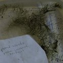 site18 lowwater milfoil